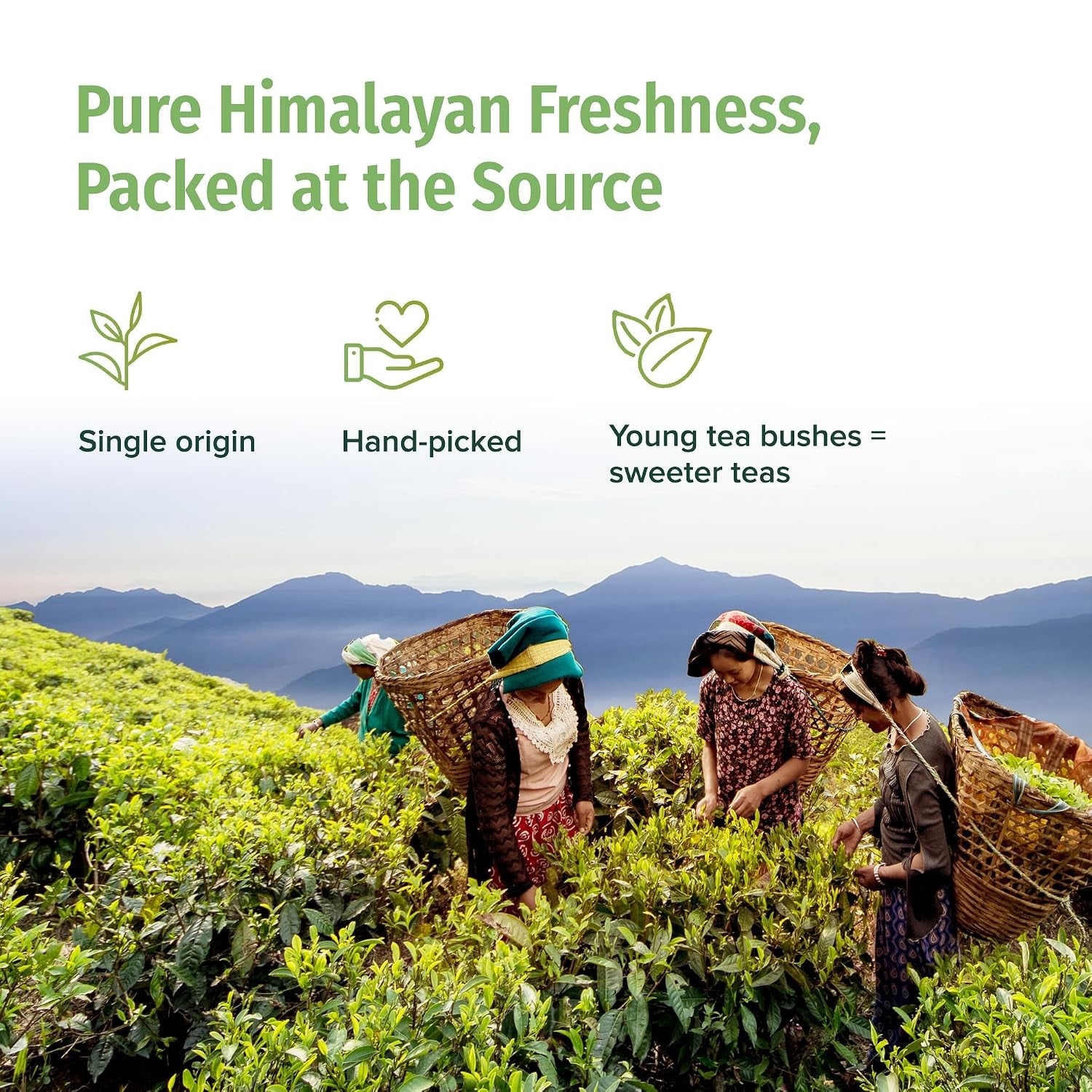 Organic Green Tea Loose Leaf - Premium USDA Certified Organic Loose Leaf Tea - Single Origin from Award Winning Family Farm in the Himalayas - 3.5Oz / 100G (Himalayan Mist)