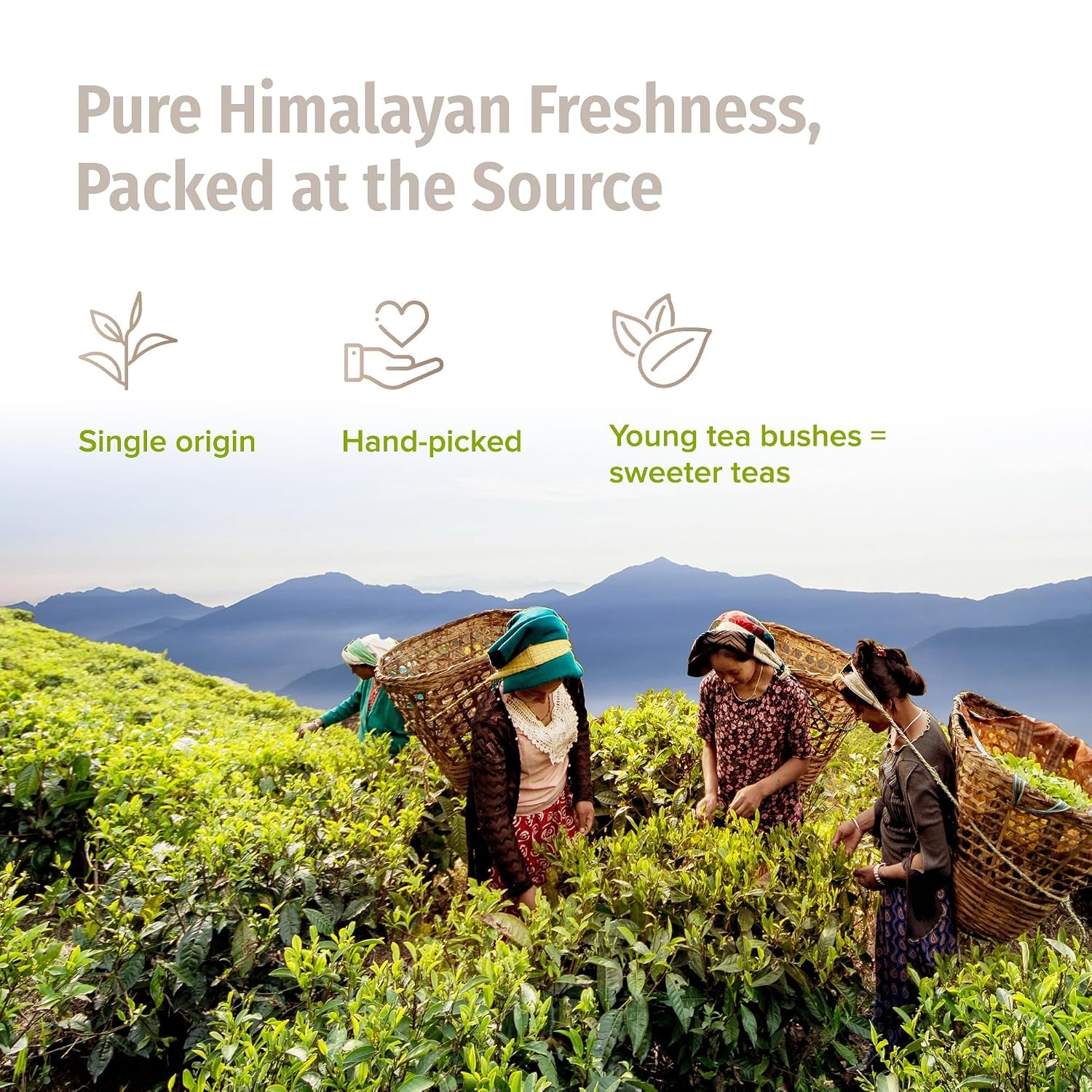 Organic Silver Tip Tea Loose Leaf - USDA Certified Organic Loose Leaf Tea from a Family Farm in the Himalayas - Premium Leaves - 3.5 Oz / 100 G (Silver Yeti)