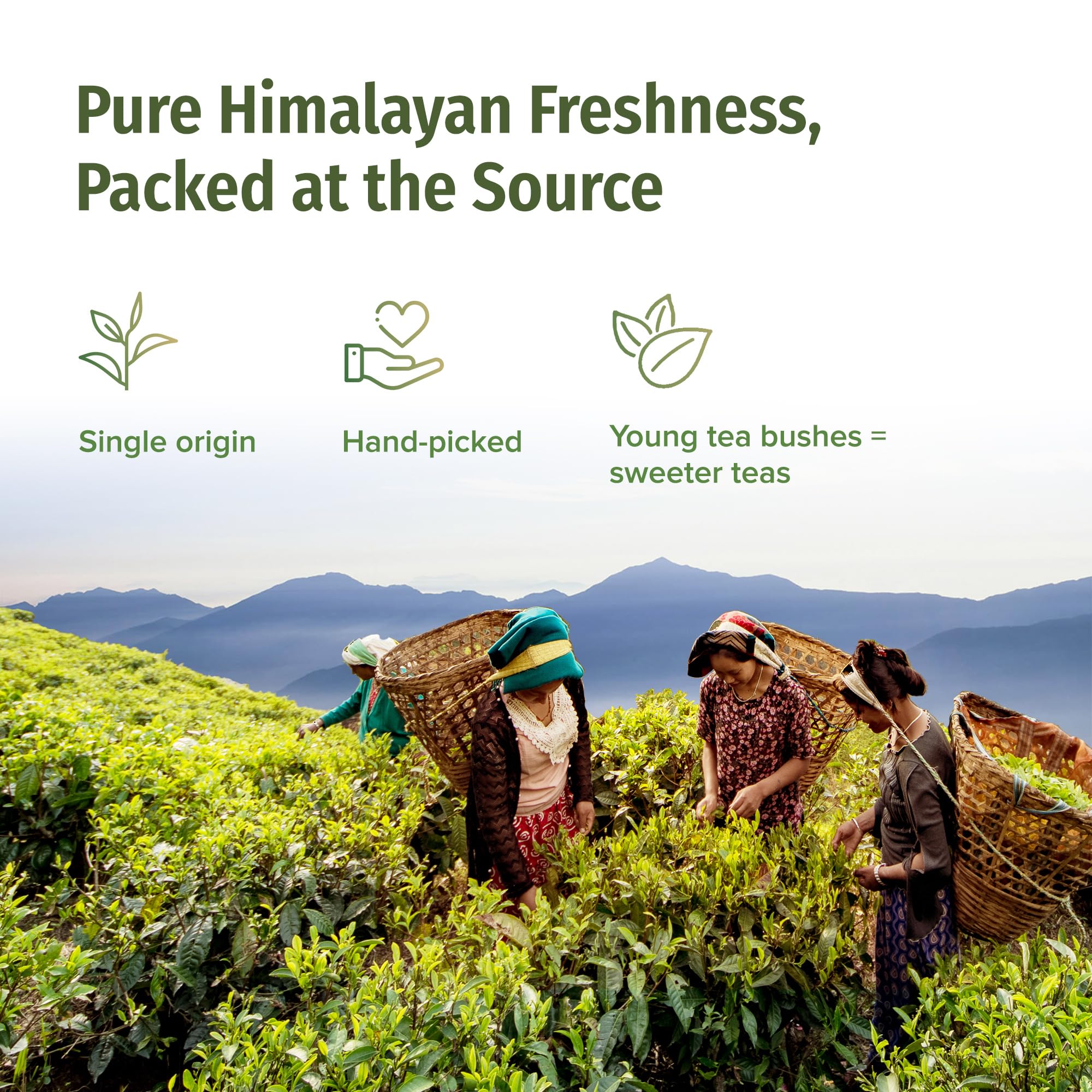 NEPAL TEA Organic Black Tea Bags from the Himalayas - 50 Pyramid Tea Bags in a Resealable Pouch - Single Origin from a Family Farm - Black Tea Bags with Loose Leaf Tea Inside (Himalayan Sunrise)