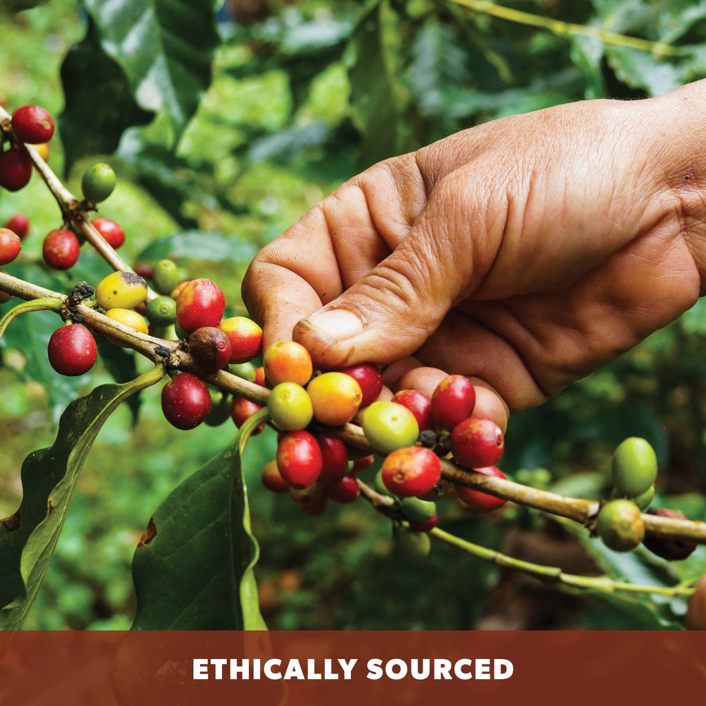 Low Acid Organic Coffee – Whole Bean, Mold-Free & Stomach Friendly by Java Planet, Coconut and Hazelnut, Medium Dark Roast, Arabica Gourmet Coffee Grade A, Smithsonian Bird Friendly, 1LB Bag