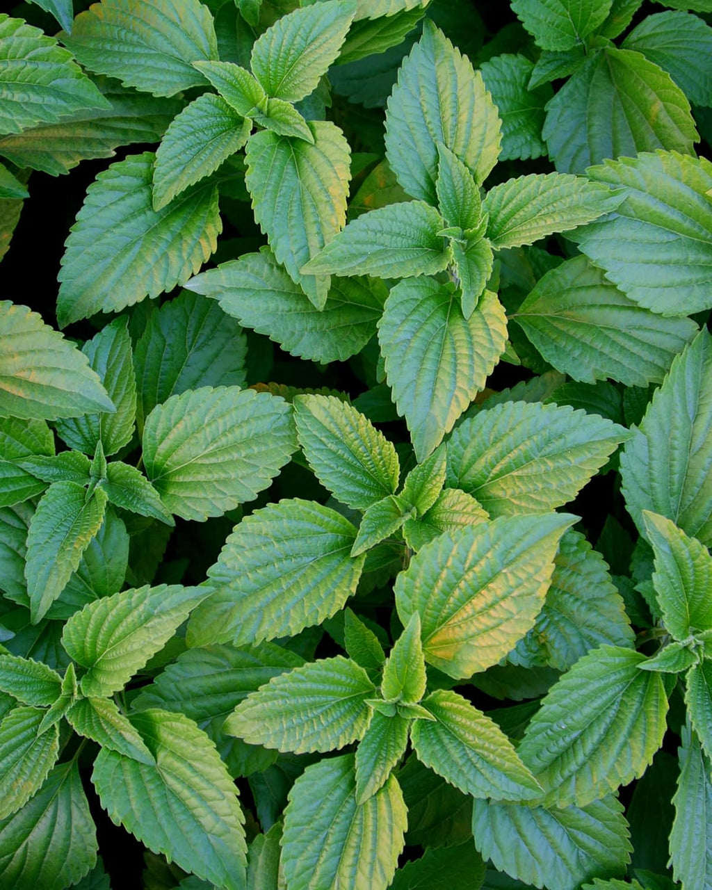 Peppermint Spirits Liquid Extract: Organic Herbal Digestion Support | Mentha Piperita Tincture | Fast-Absorbing for Occasional Nausea & Upset Stomach Support, up to ~12 Week Supply, 4 Oz*