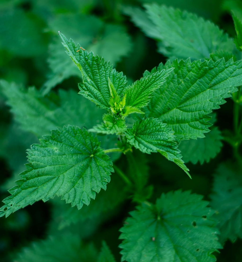 Stinging Nettle Blend Liquid Extract - 1 Ounce (DNETT01)