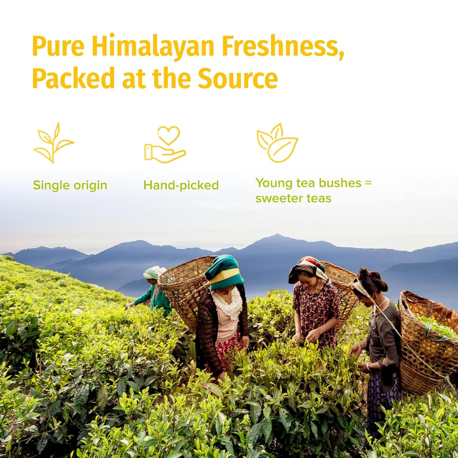 Organic White Tea Loose Leaf - USDA Certified Organic from a Family Farm in the Himalayas - Award-Winning Premium Tea Leaves to Enjoy Hot or Cold – 3.5Oz /100G (White Prakash)