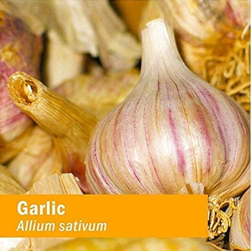 Certified Organic Garlic Liquid Extract for Cardiovascular and Circulatory Support - 1 Ounce