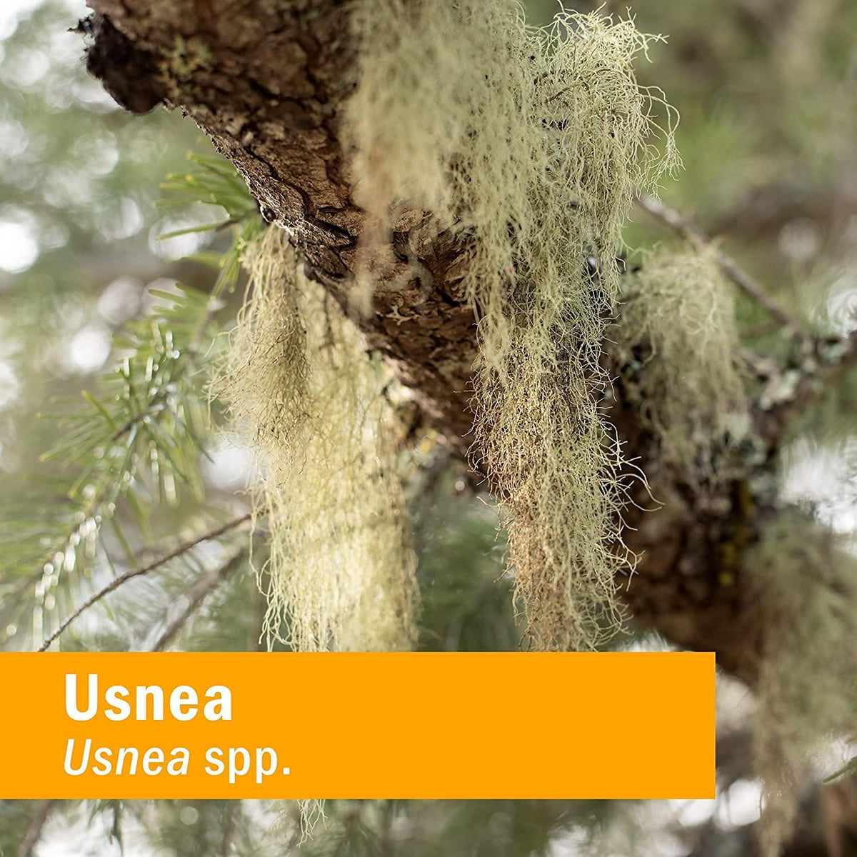 Usnea Liquid Extract for Cleansing and Detoxification - 4 Ounce