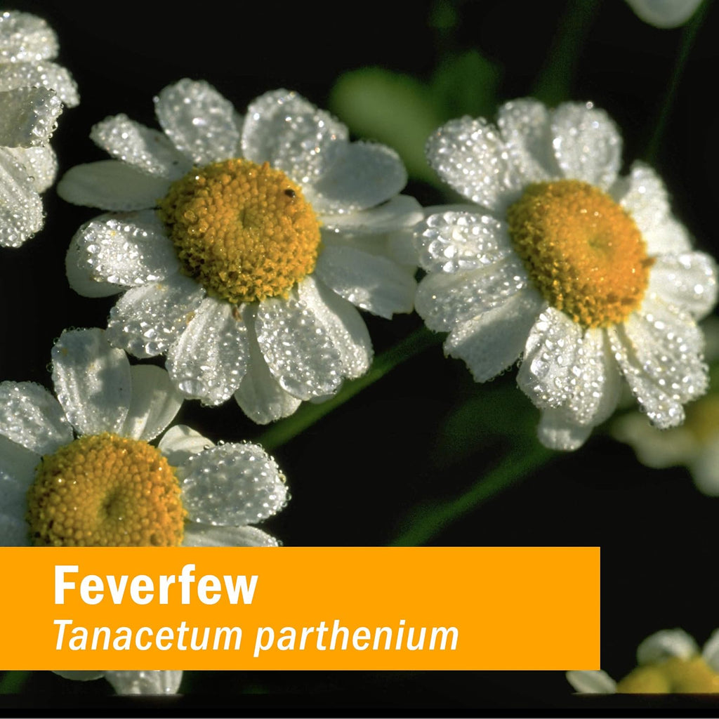 Certified Organic Feverfew Liquid Extract Drops for Minor Pain Support, 1 Oz