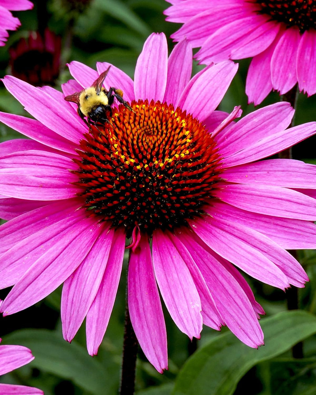 Super Echinacea® Liquid Extract: USDA Organic Immune Support for Year-Round | Fast-Absorbing Echinacea Tincture, 4 Plant-Part Blend: Root, Leaf, Flower & Seed | up to ~3 Week Supply, 1 Oz*