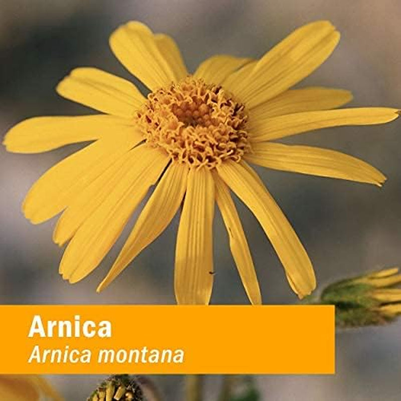 Arnica Liquid Herbal Extract: Multipurpose Topical for Face & Body, Certified Organic Arnica Tincture, Made with Whole Flower Arnica, for External Use Only, Vegan, Gluten-Free, Non-Gmo, 1 Oz